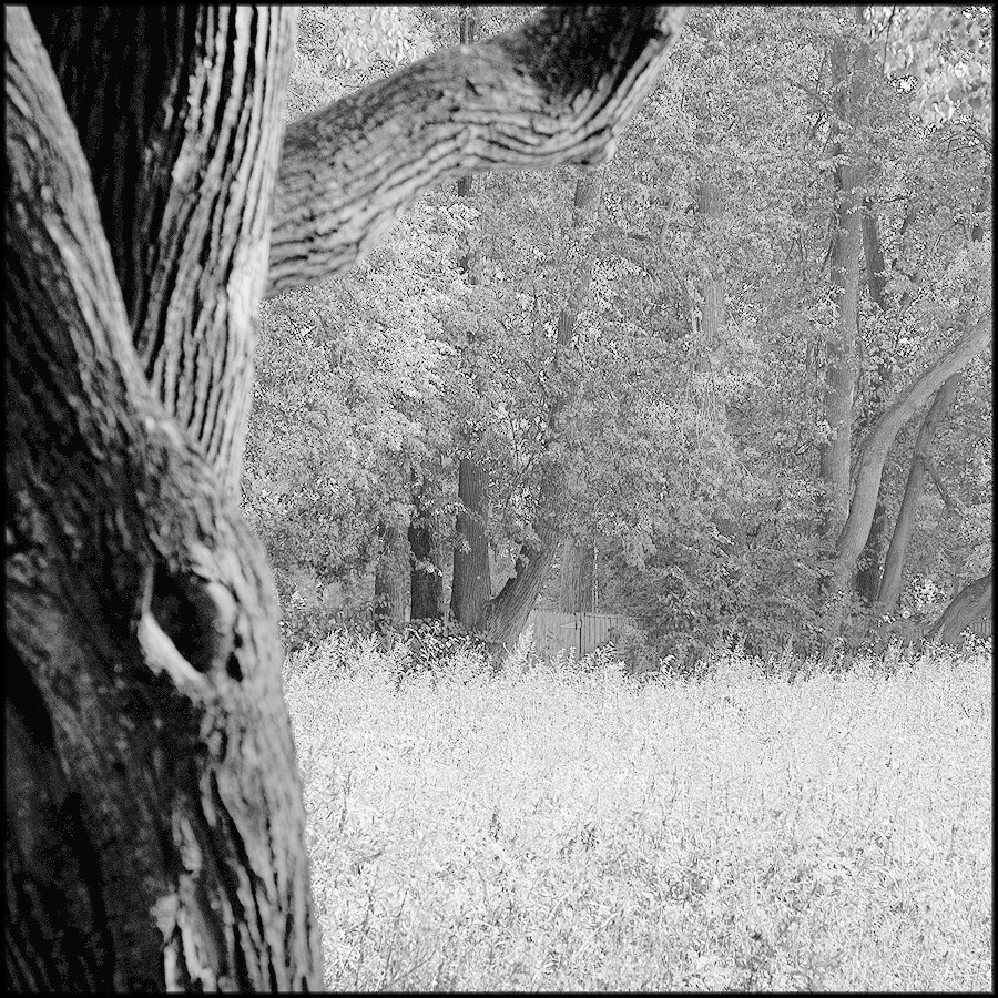 Парковые аллеи в русских усадьбах