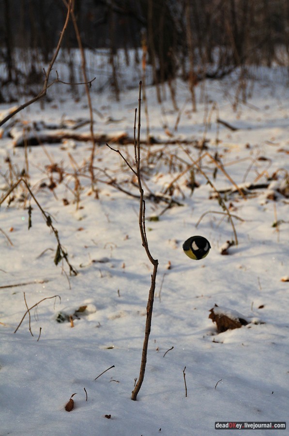 усадьба Быково