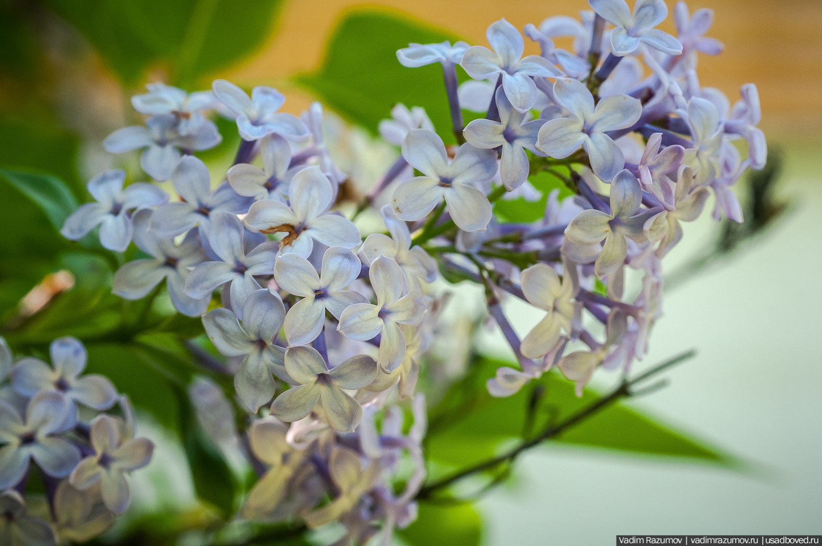 усадьба Дворяниново, Андрей Тимофеевич Болотов, Тульская область