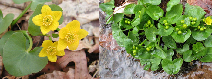 016_image034 (700x263, 267Kb)