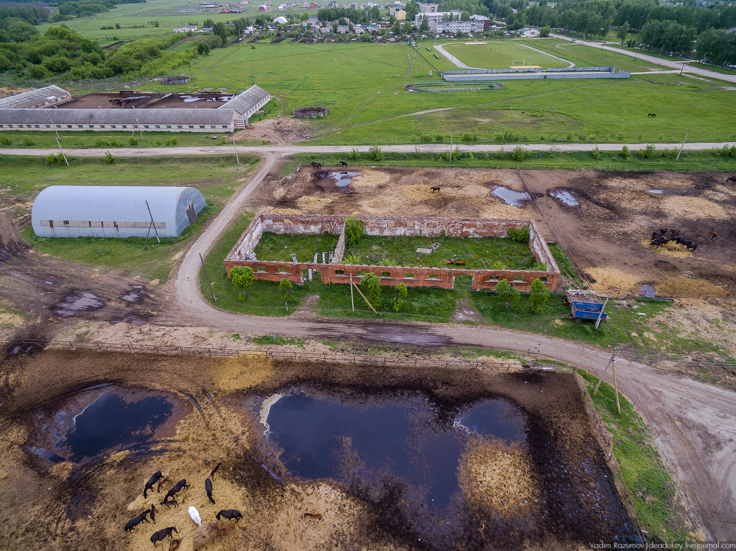 усадьба Старожилово, конезавод