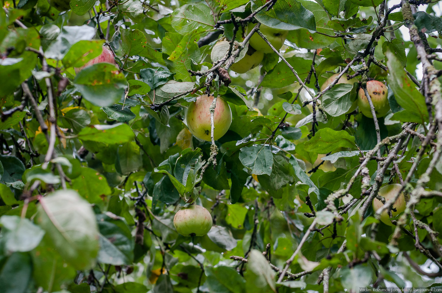 усадьба Дунино, дача Пришвина