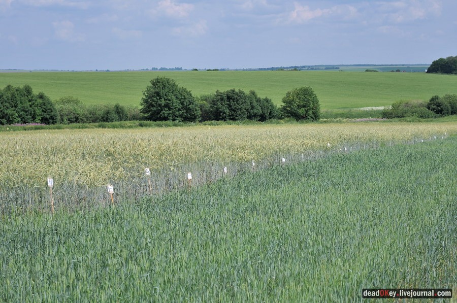усадьба Подолец