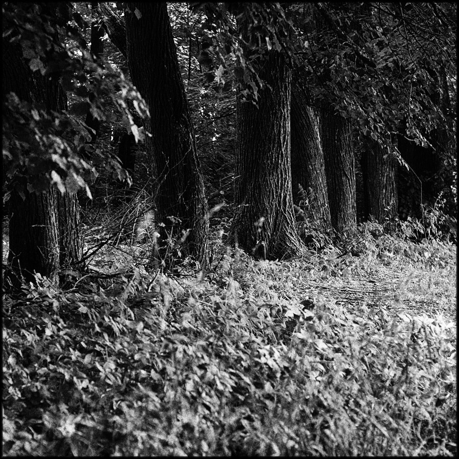 Парковые аллеи в русских усадьбах