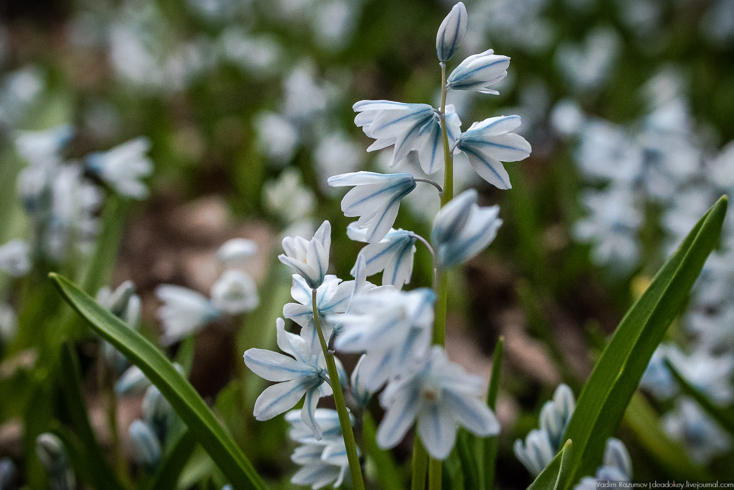 Продснежники в Аптекарском огороде