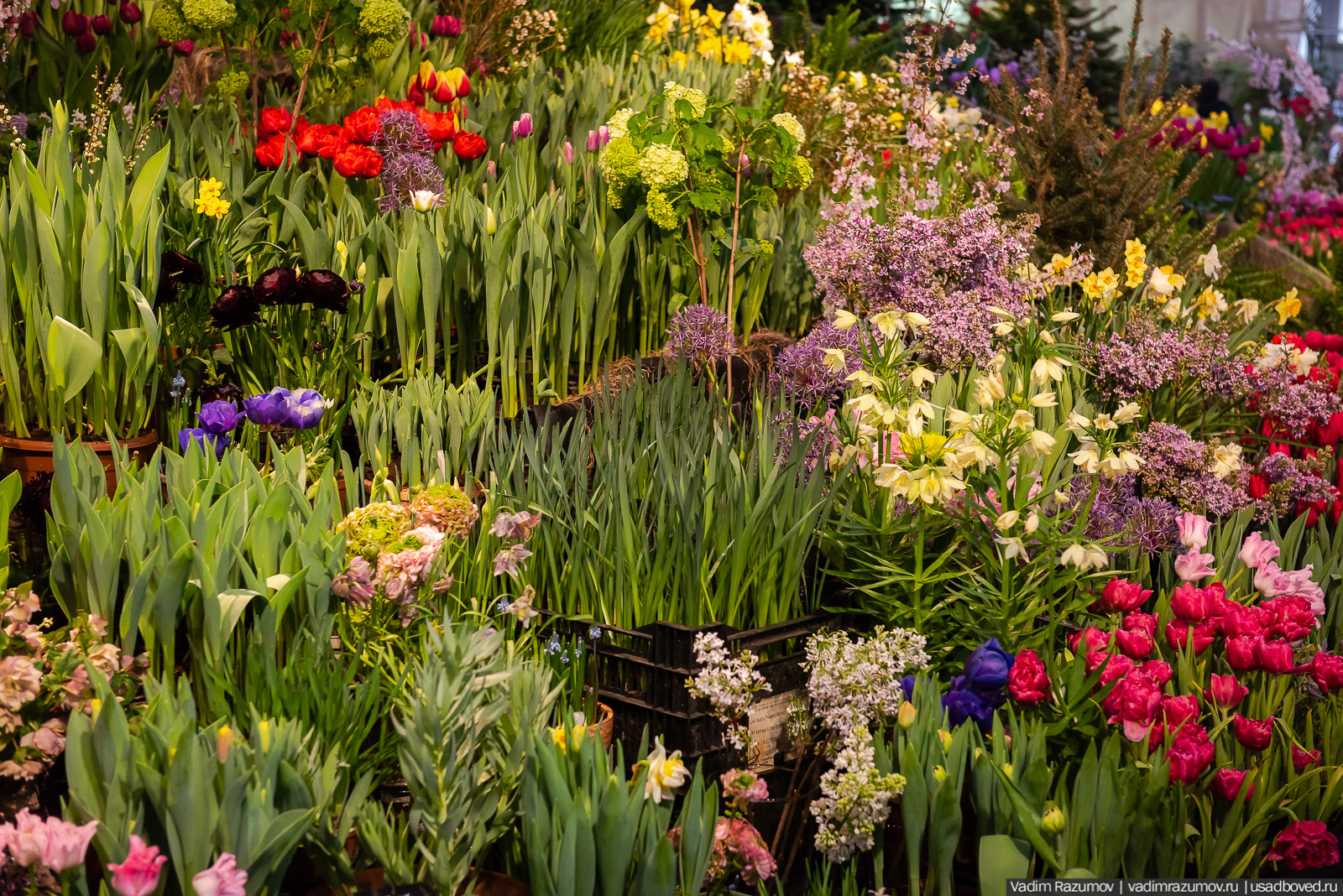 Аптекарский огород, Репетиция весны 2021, цветы, 8 Марта