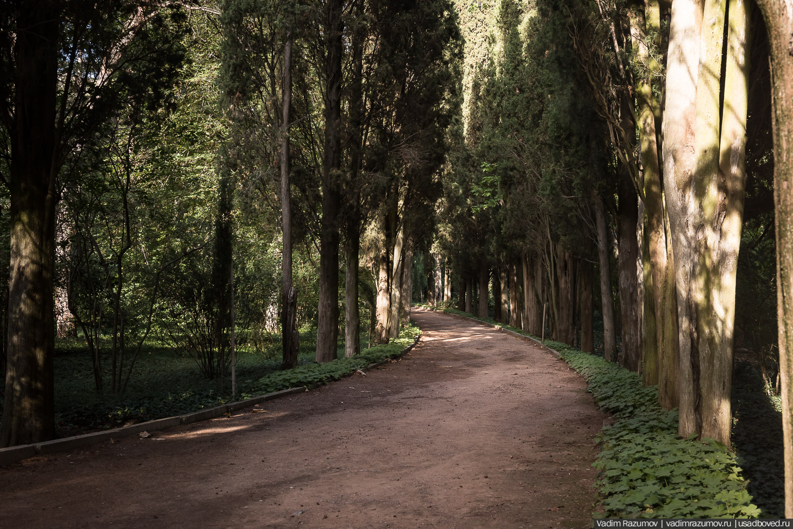 Никитский ботанический сад