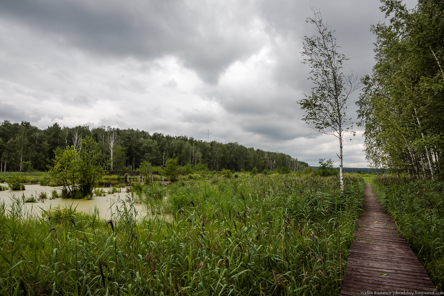 Лосиный остров