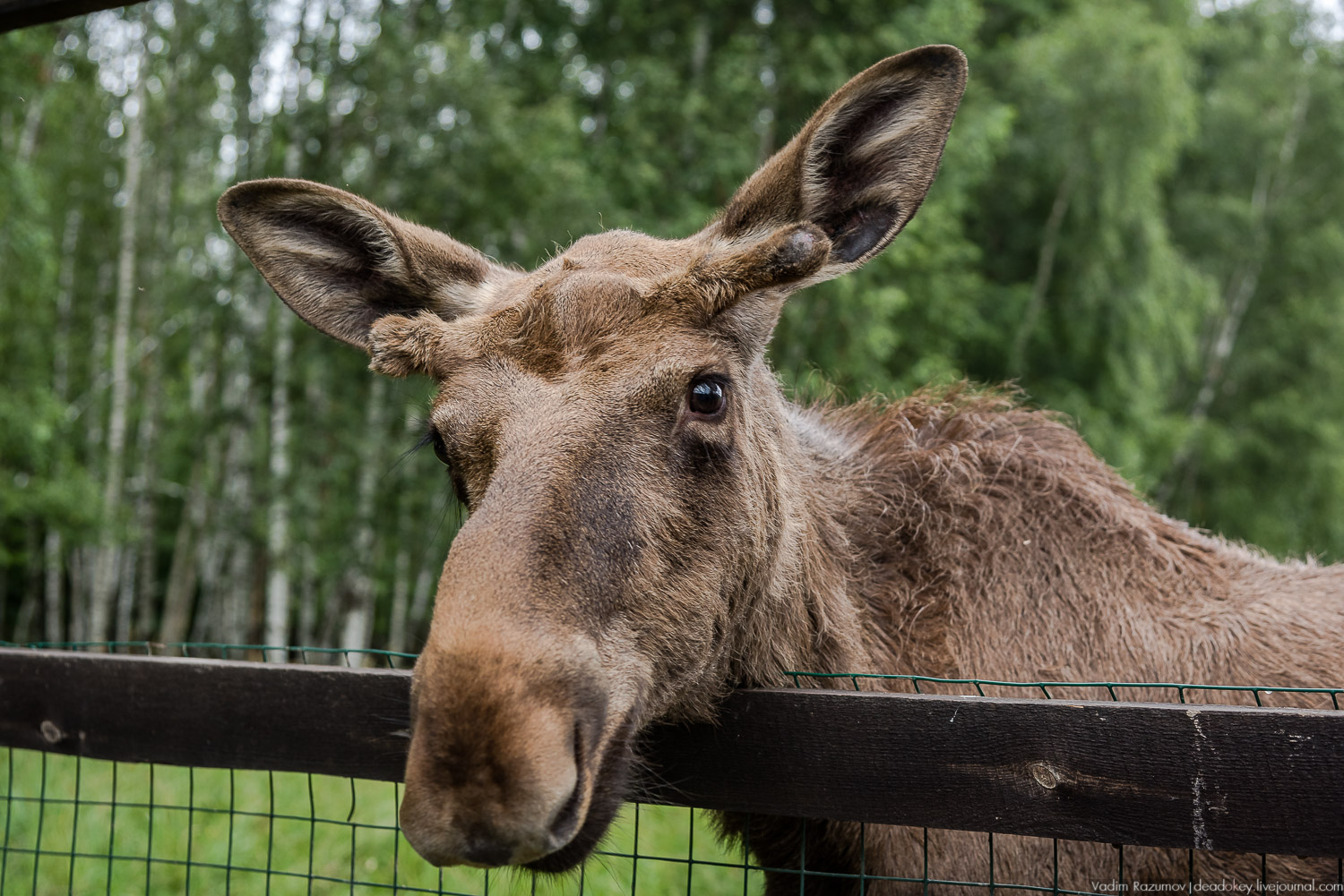 Лосиный остров