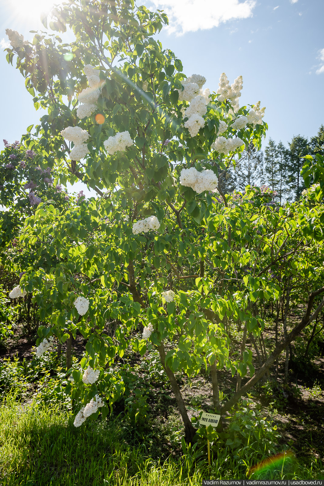 Мещерский дендрарий, ЛОСС, усадьба Барсуково, цветение сирени, Липецкая области