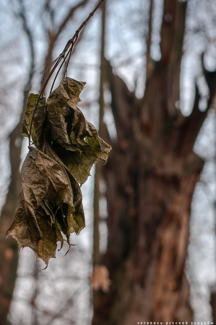 усадьба Синево, Истринский район