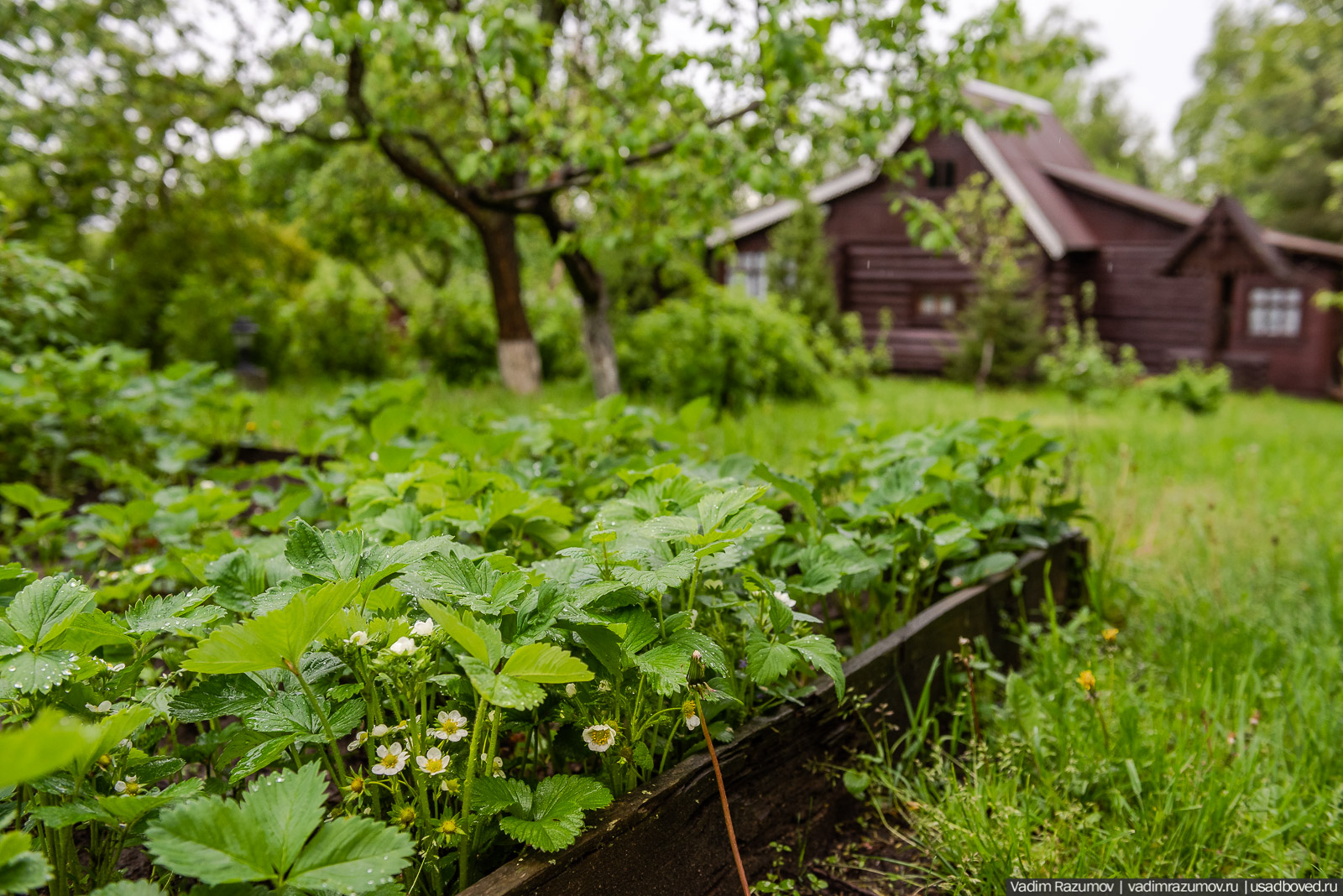 Усадьба фабриканта Думнова в Заречье, Владимирская область. Цветение сирени, сады