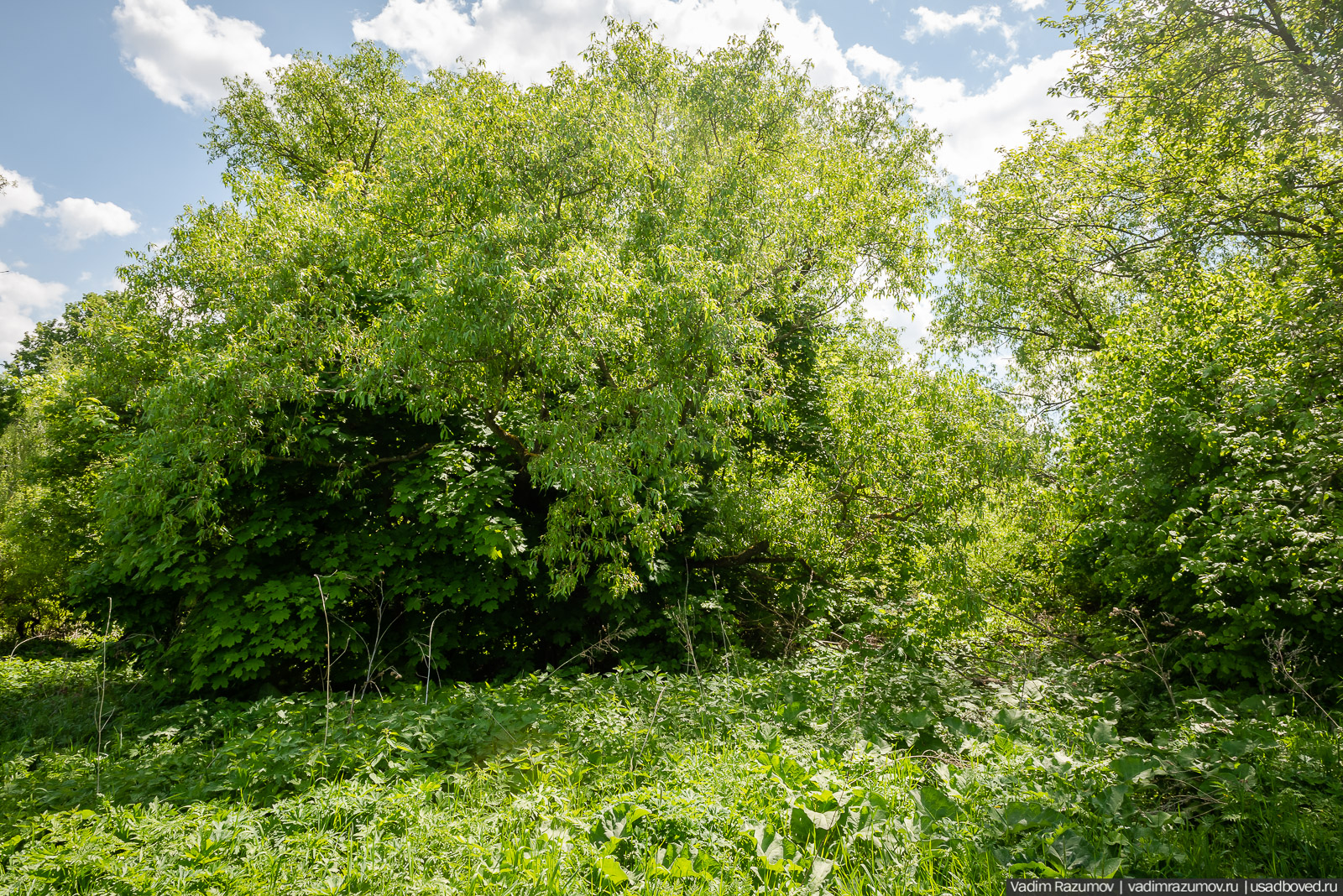 Старое Глазово, могила Василия Баженова, 2021 год