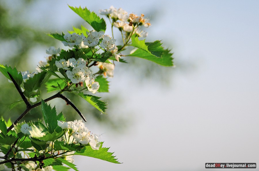 усадьба Богословское-Могильцы
