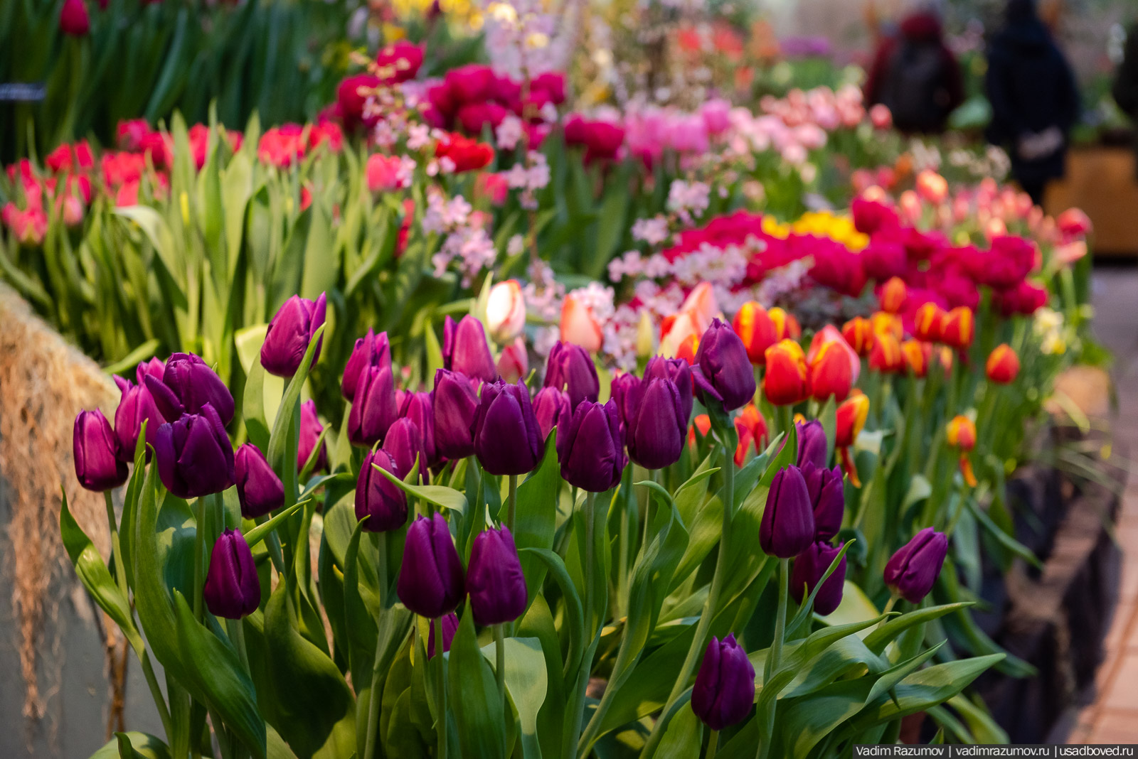 Аптекарский огород, Репетиция весны 2021, цветы, 8 Марта