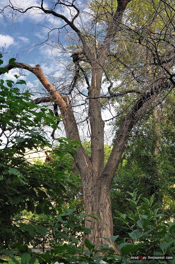 ул. Поварская д.17-19 усадьба капитана Федора Ржевского