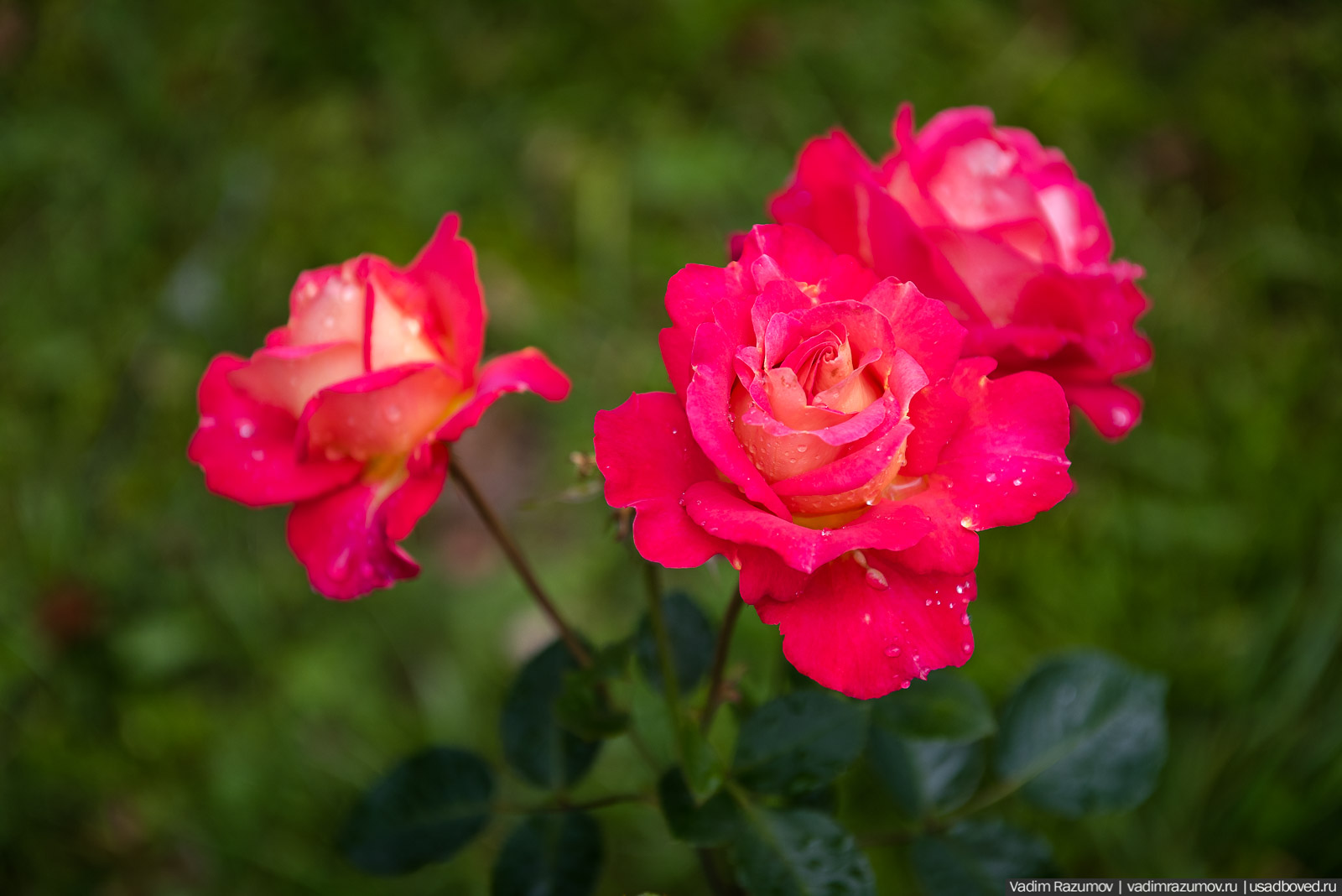 усадьба Марьино Строгановых, розарий, розы, сад