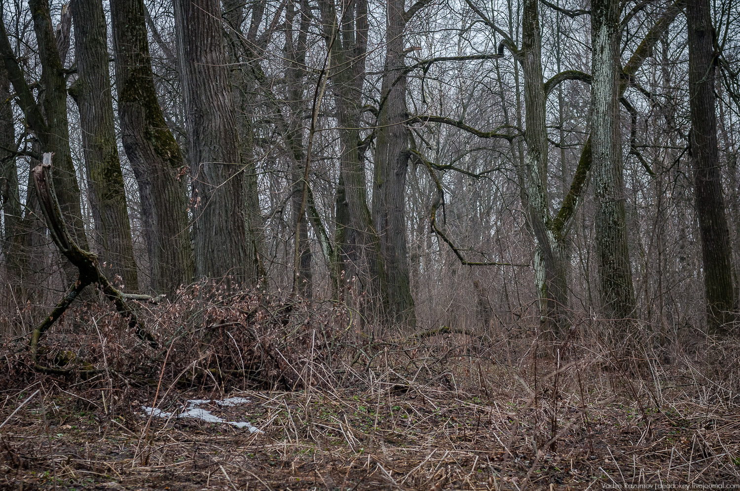 Усадьба Сенницы Усадьба Сенницы