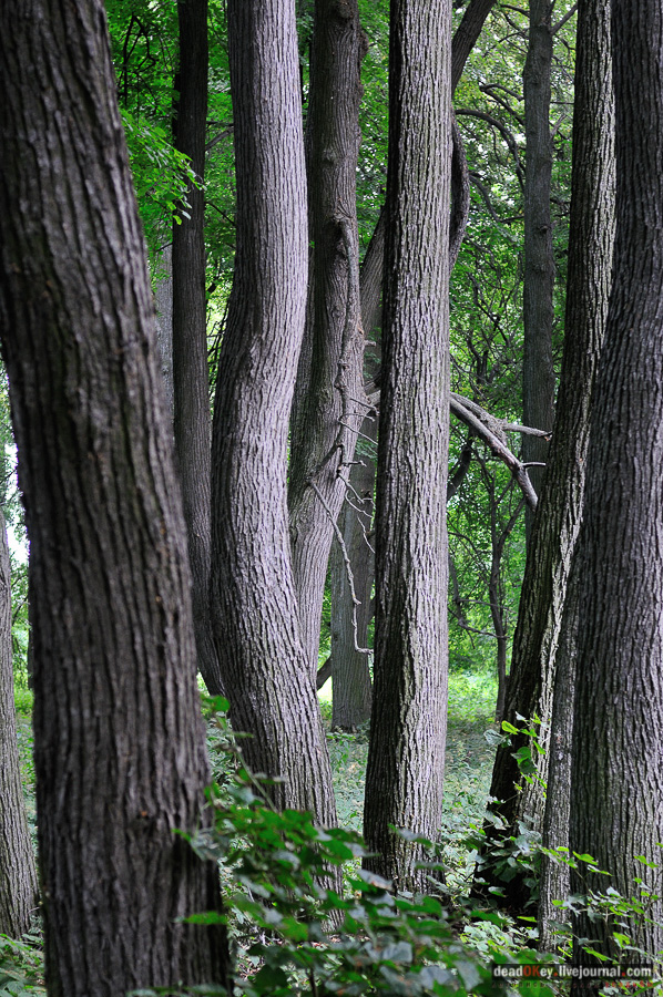 усадьба Матыра