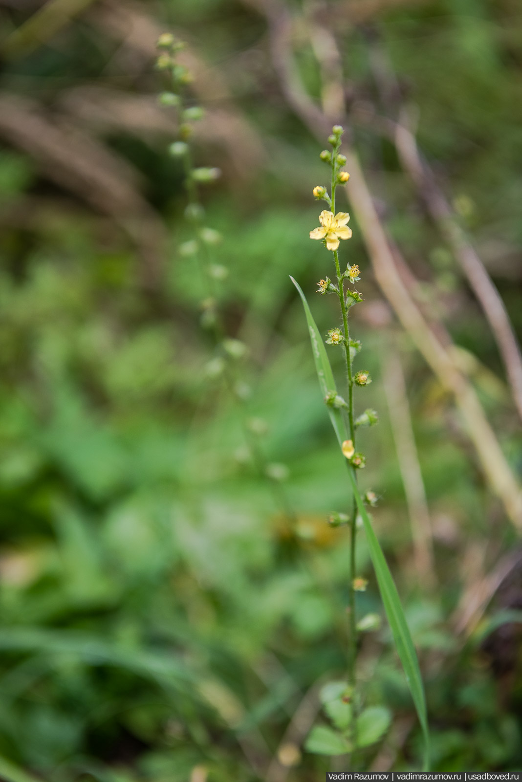 Городище Луковня, Подольское море