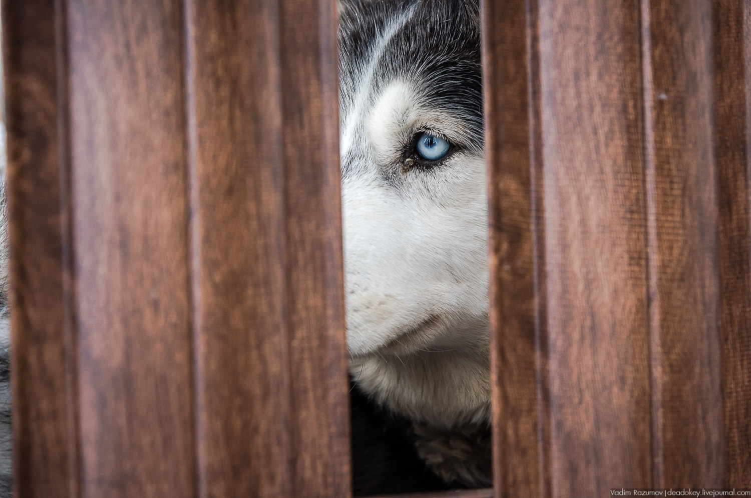 Рузская Аляска, Рузский район Московской области, Экоэлектричка