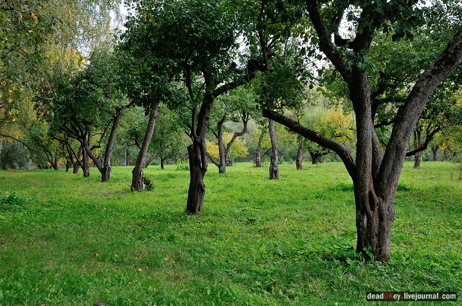 усадьба Ясная Поляна