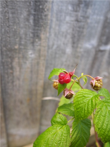 my first raspberry