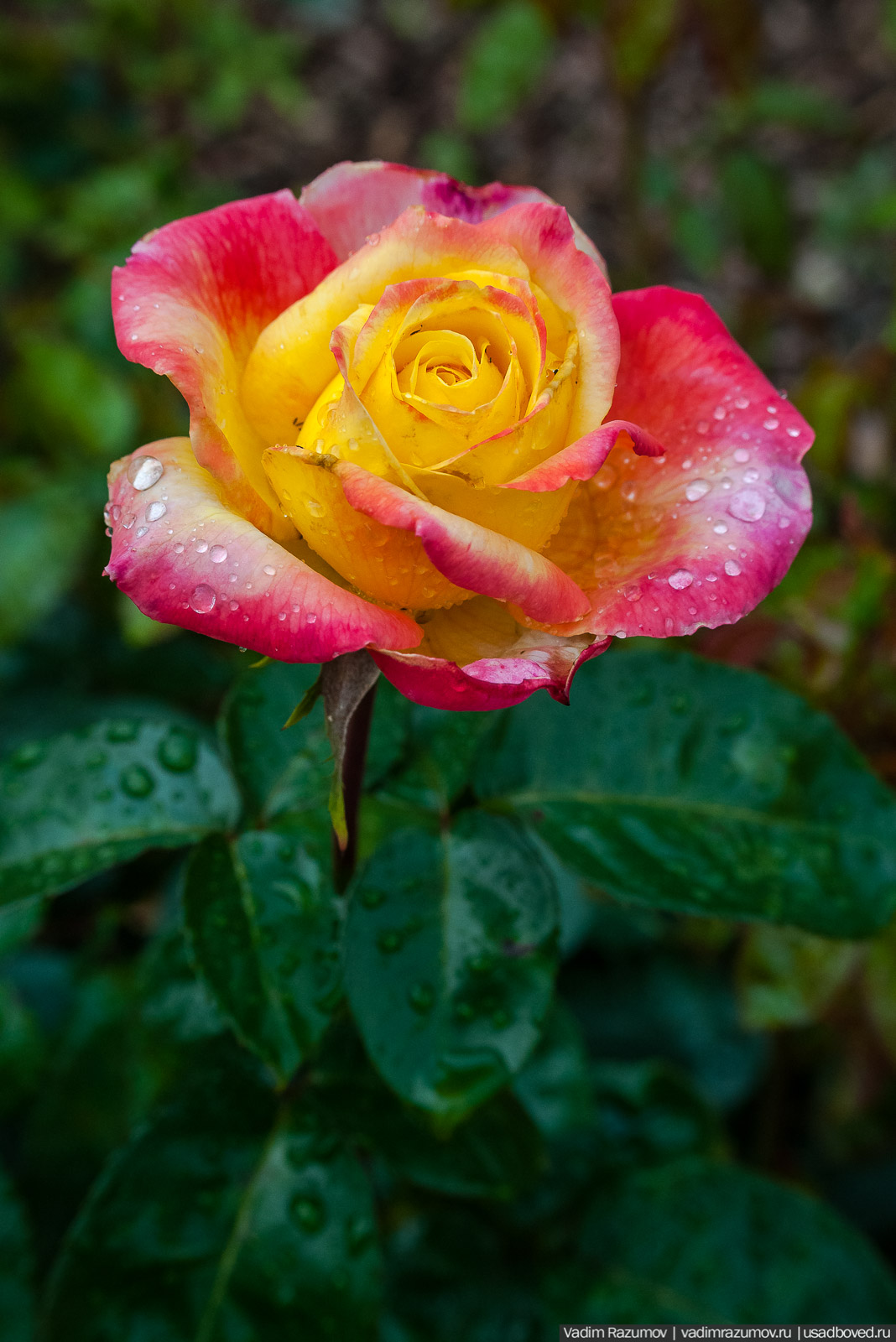 усадьба Марьино Строгановых, розарий, розы, сад