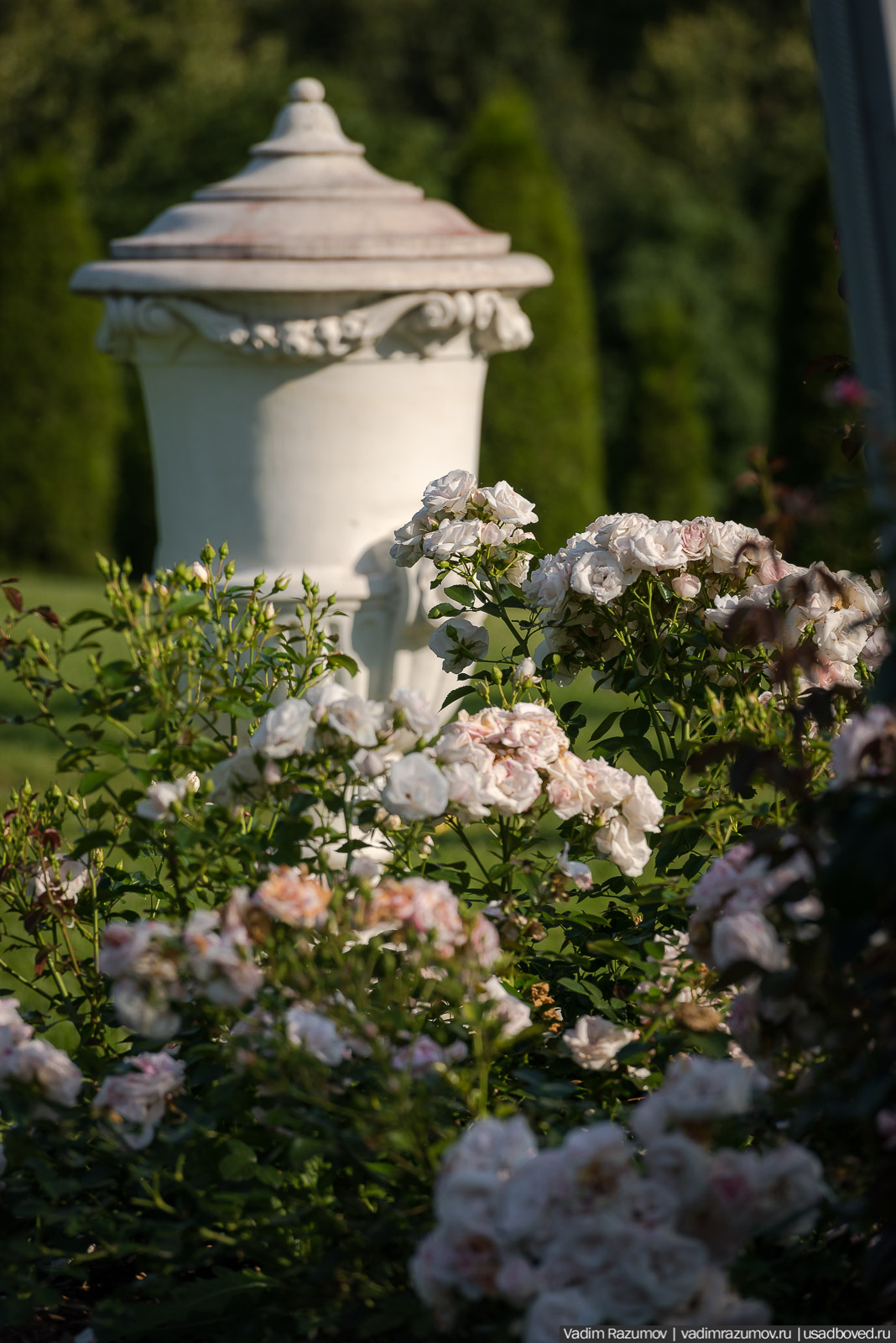 усадьба Марьино Строгановых, розарий, розы, сад