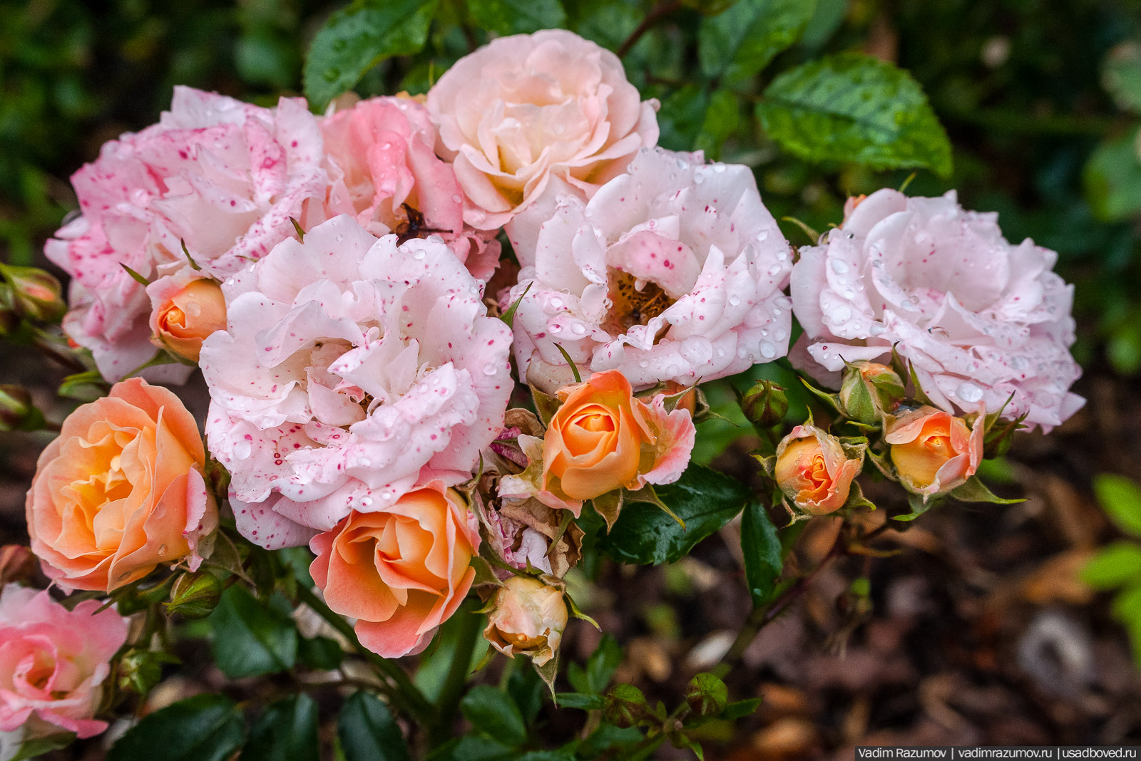 усадьба Марьино Строгановых, розарий, розы, сад