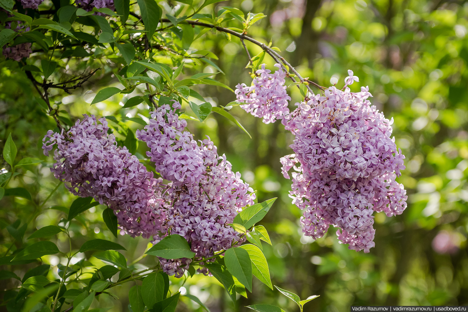 Мещерский дендрарий, ЛОСС, усадьба Барсуково, цветение сирени, Липецкая области