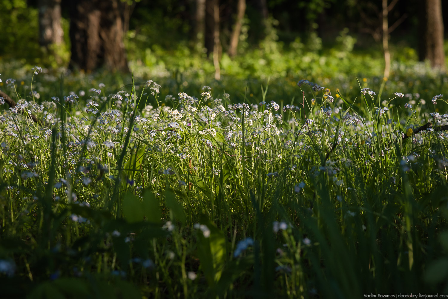 усадьба Воронино
