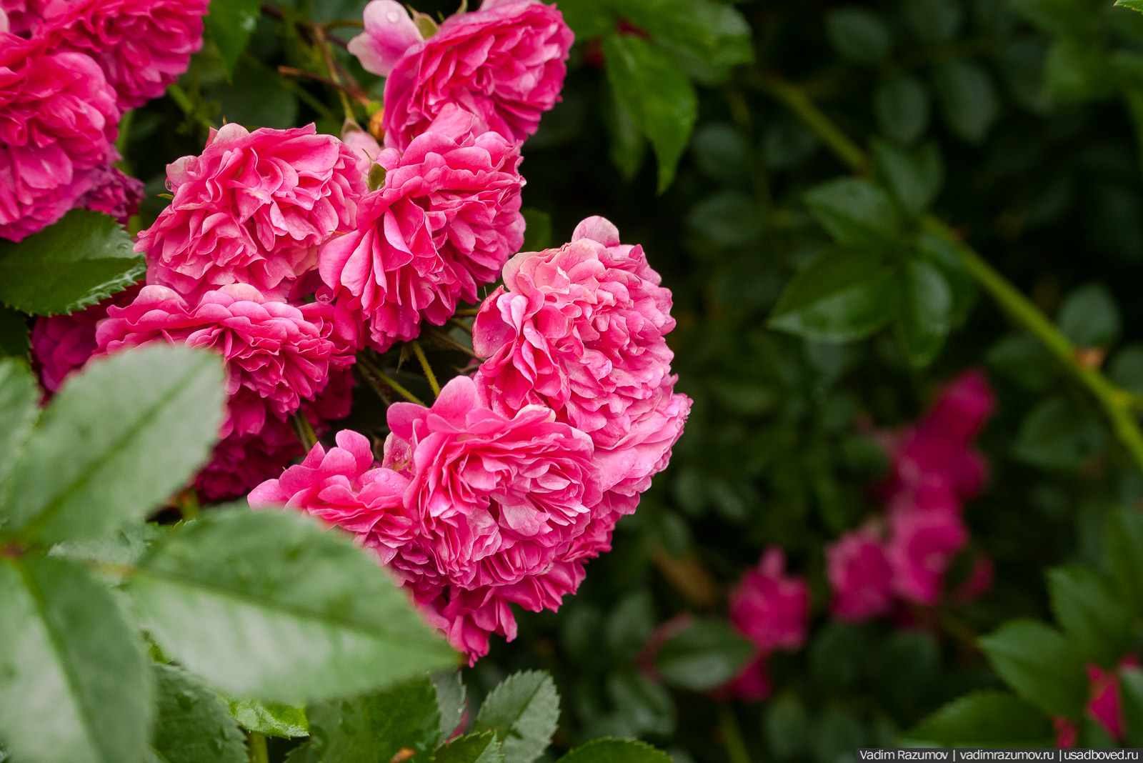 усадьба Марьино Строгановых, розарий, розы, сад