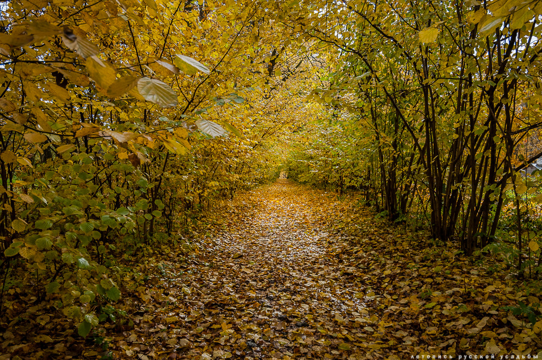 усадьба Ясная Поляна Льва Николаевича Толстого, Тульская область, осенью