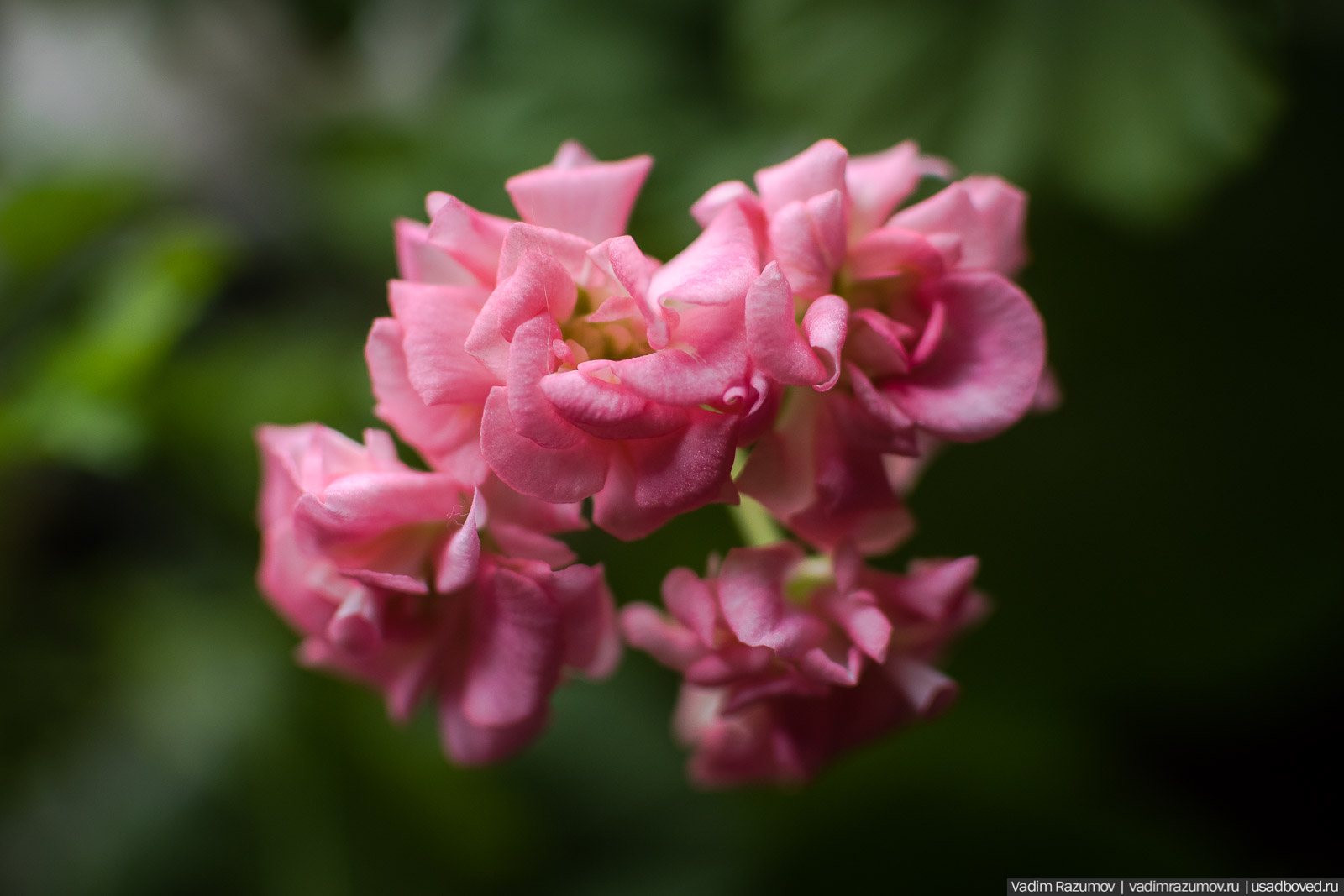 Пеларгония, герань, Вадим Разумов
