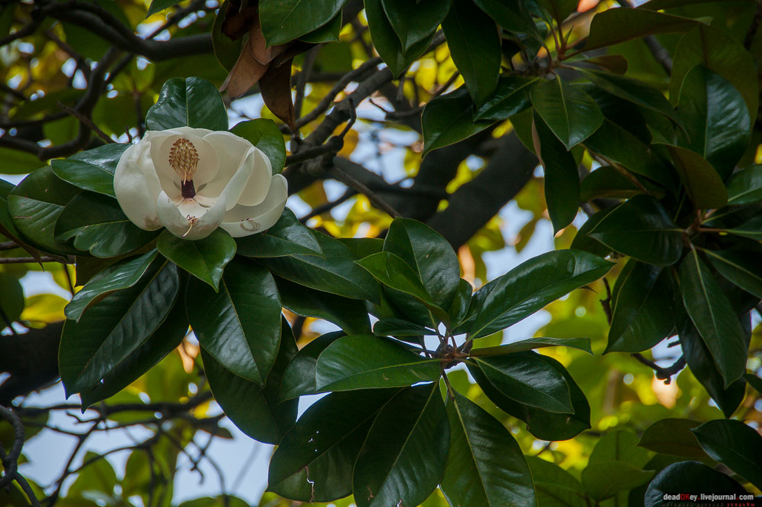 Юсуповский дворец в Кореизе, Крым