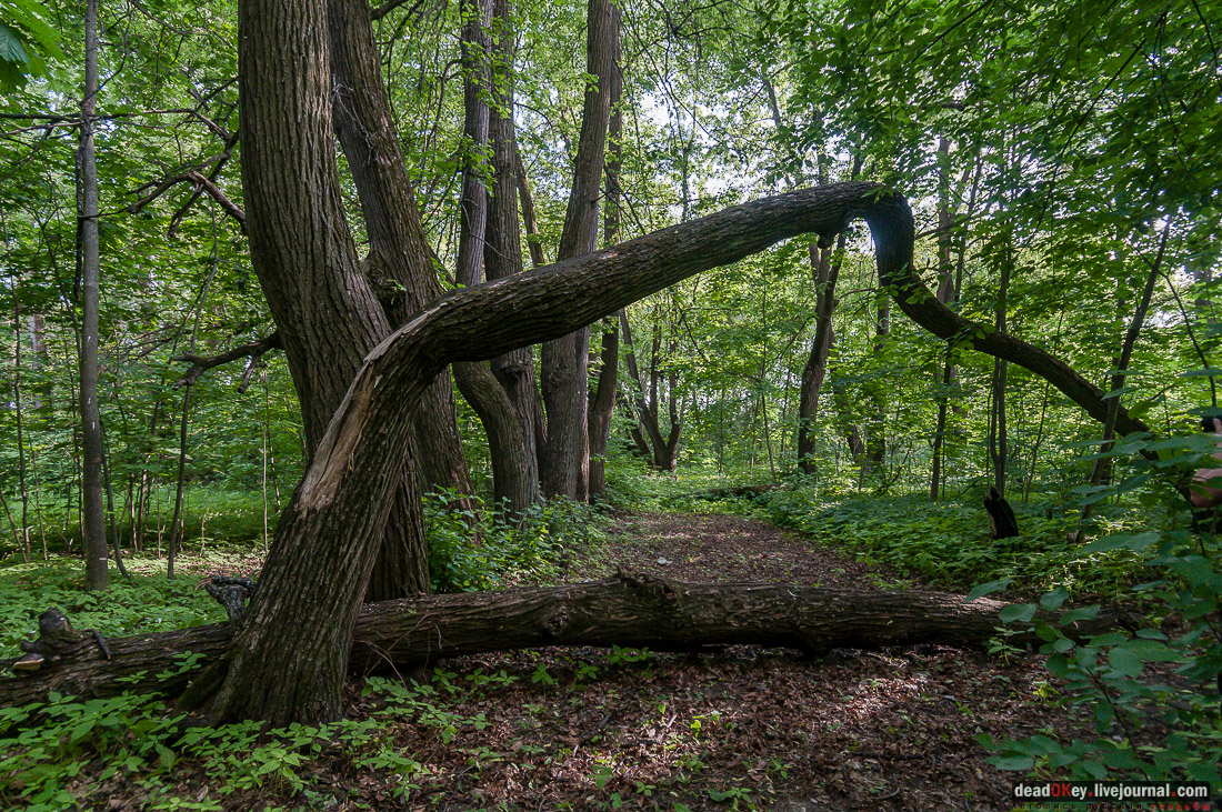 Усадьба Богородское-Кишкино