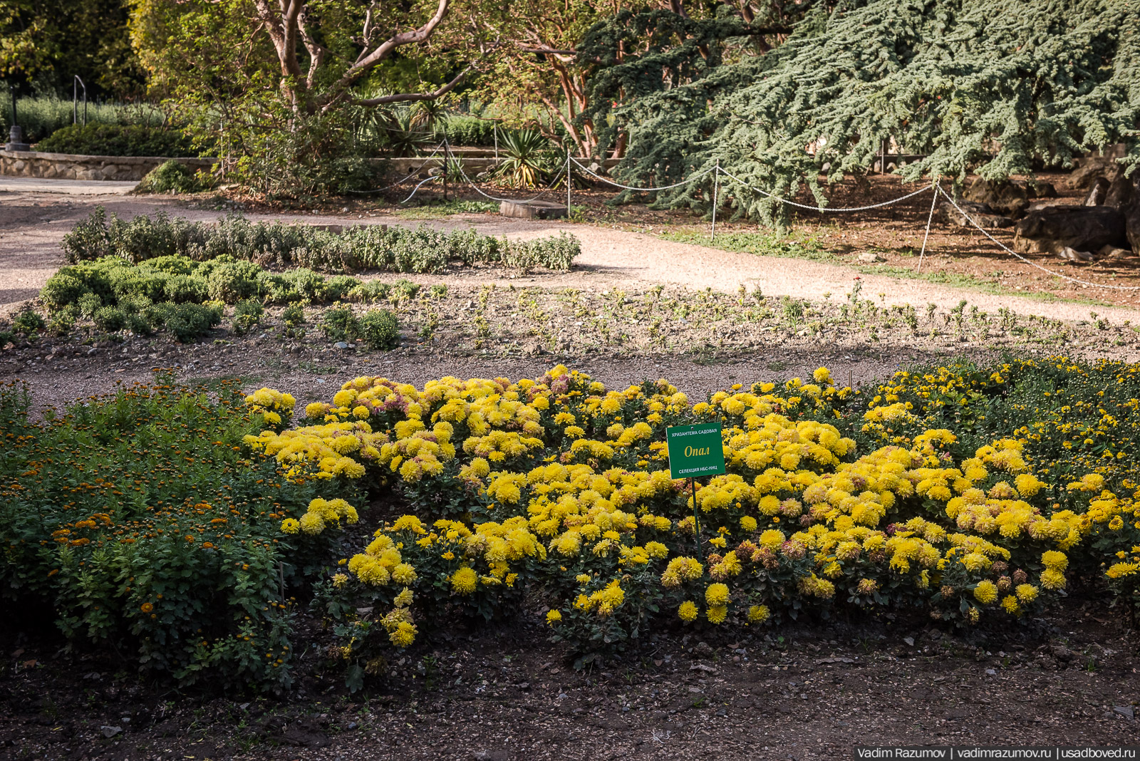 Никитский ботанический сад