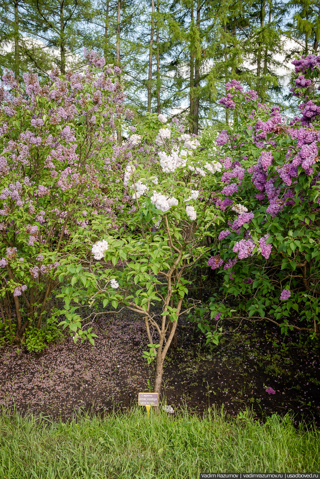 Мещерский дендрарий, ЛОСС, усадьба Барсуково, цветение сирени, Липецкая области