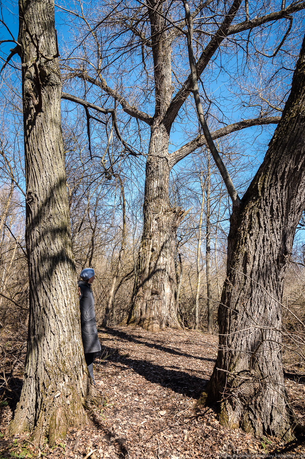 усадьба Моховое, Орловская область