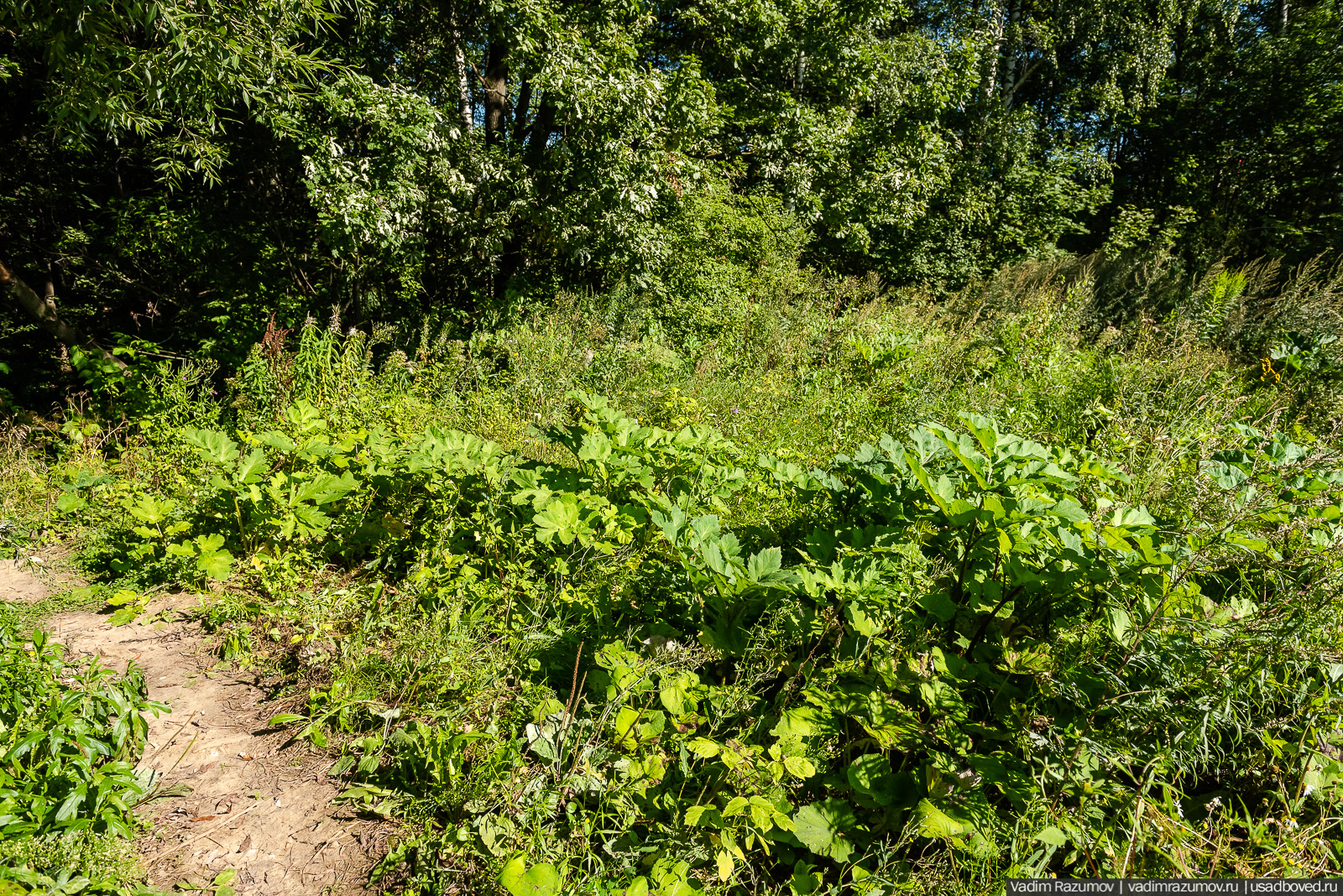 Усадьба Заболотье, парк, курганы, Долгопрудный, Москва