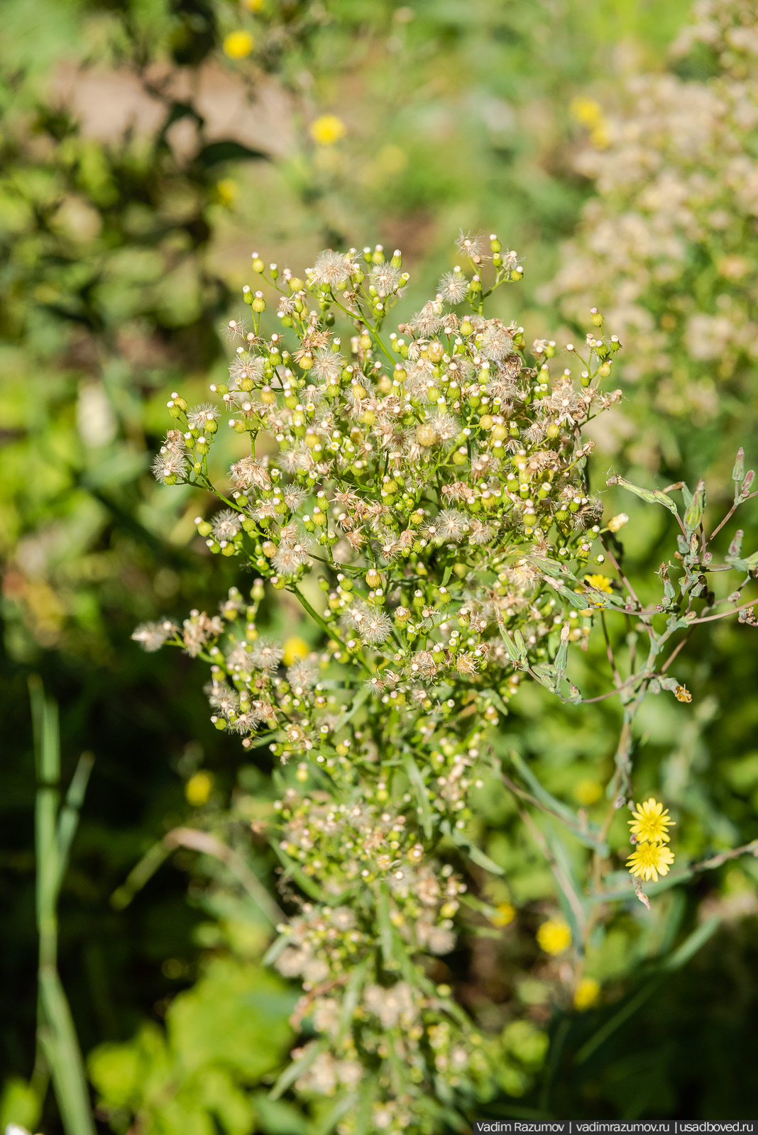 Усадьба Заболотье, парк, курганы, Долгопрудный, Москва