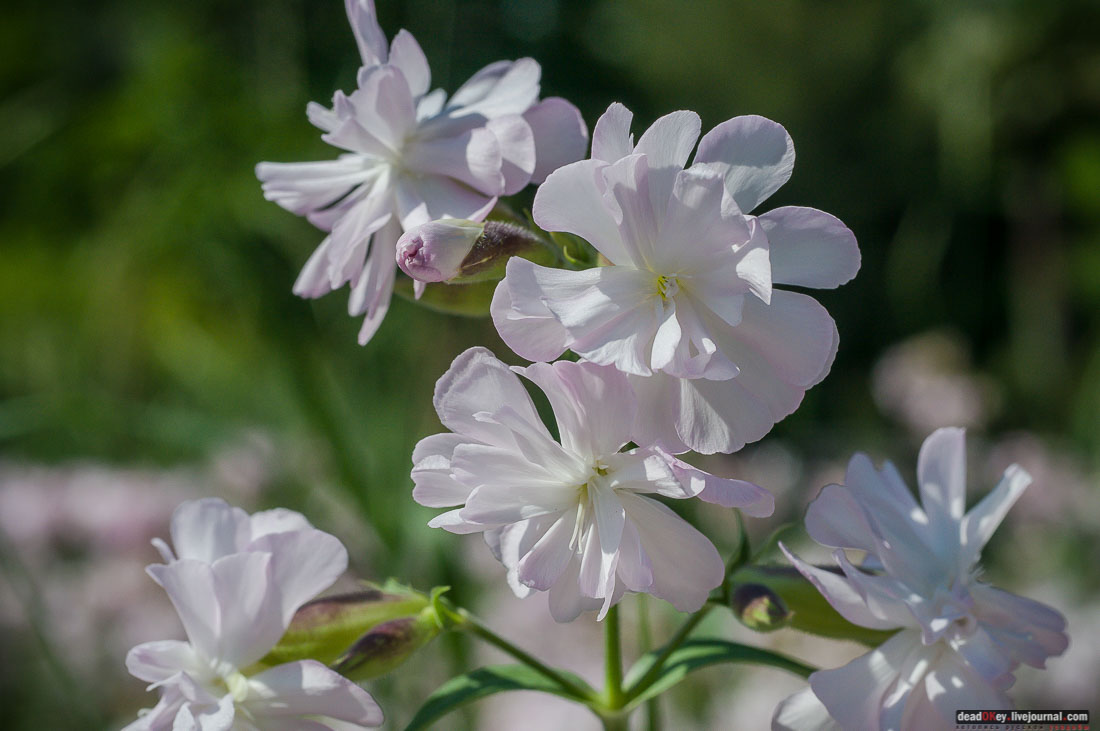 Юсуповский дворец в Кореизе, Крым