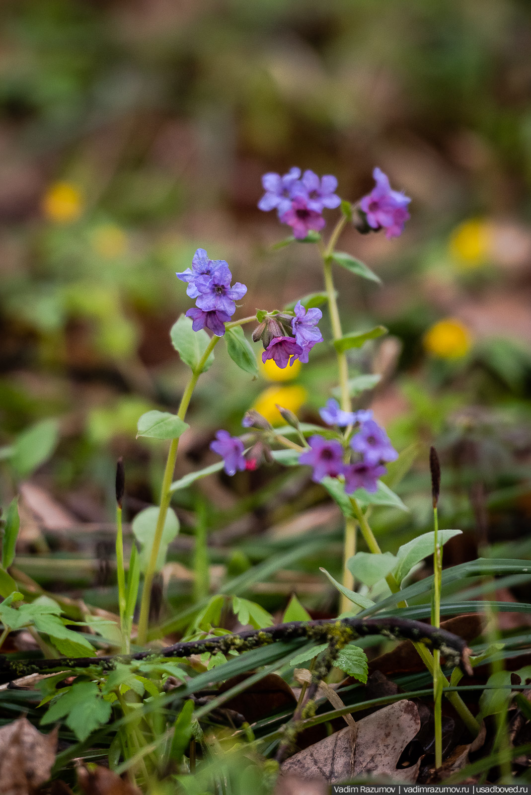 усадьба Колосово, волонтерский субботник 24 апреля 2021 года, Тульская область, НП Русская усадьба