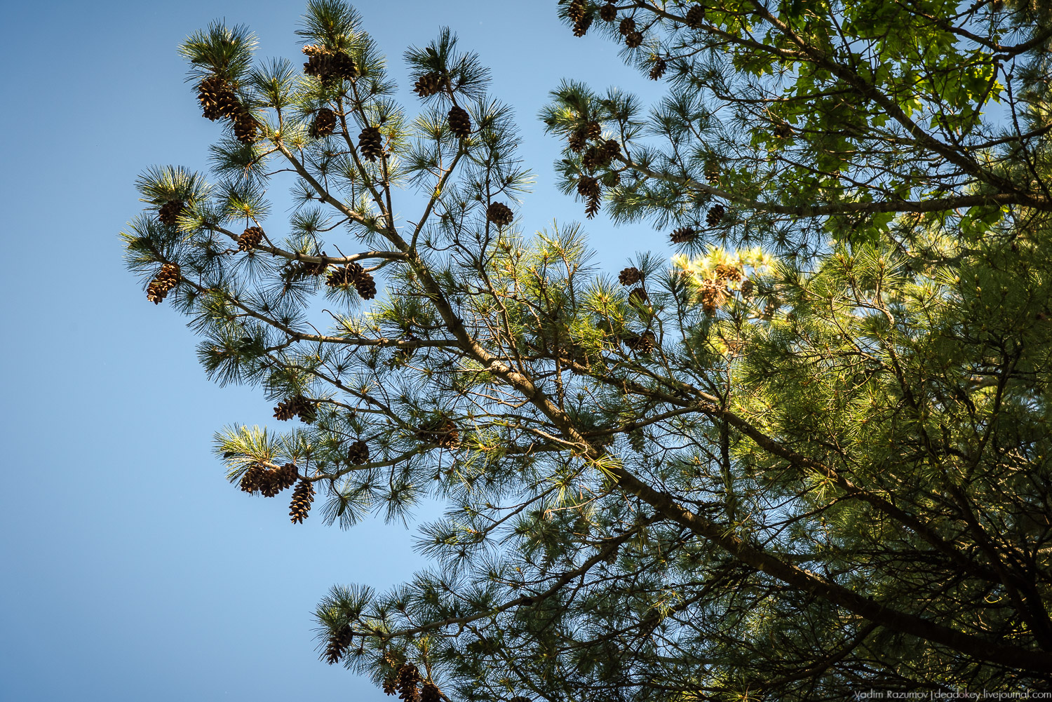 усадьба Воронино