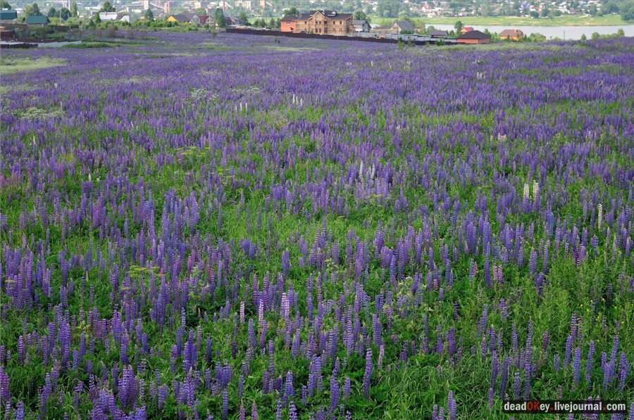 усадьба Ильинское