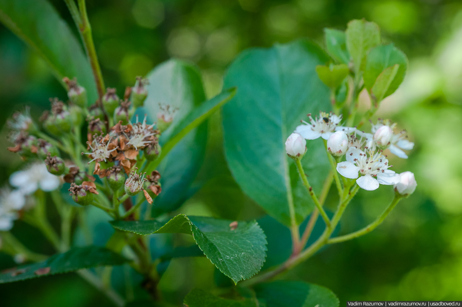 усадьба Дворяниново, Андрей Тимофеевич Болотов, Тульская область