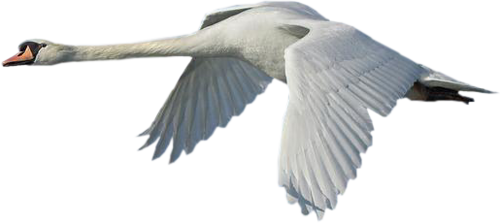 5227673_6341927 (500x223, 85Kb)