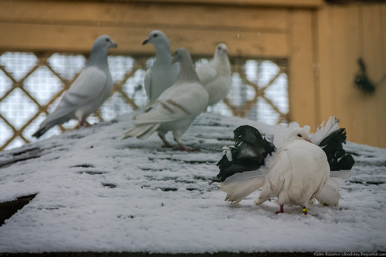 Усадьба Кусково зимой, 2018 год
