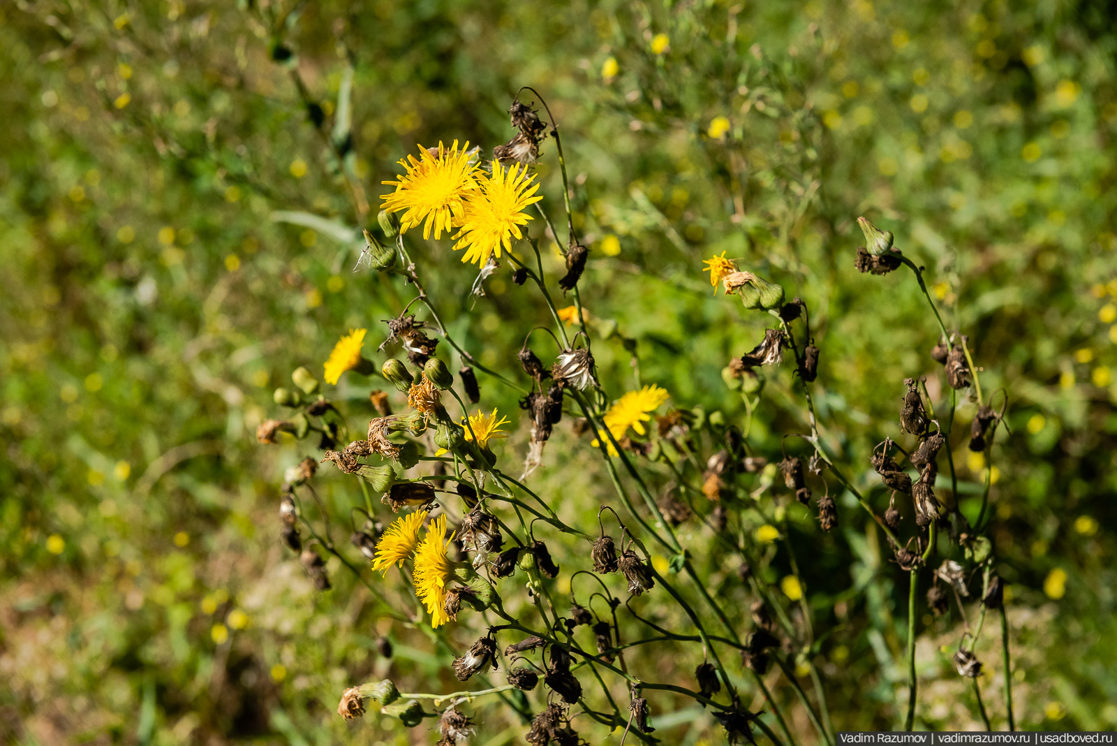 Усадьба Заболотье, парк, курганы, Долгопрудный, Москва